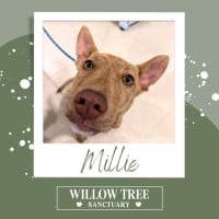 Photo of Millie