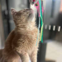 Photo of Cleo   Located In Kensington