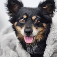 Photo of Elvis   7 Year Old Pomeranian X Chihuahua