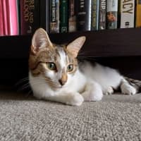 Photo of Bambi
