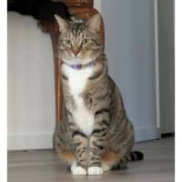 Photo of 13137   Toto