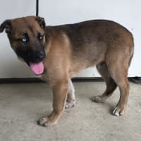 Photo of Tommy Pickles