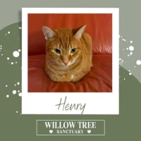 Photo of Henry