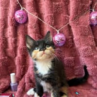 Photo of Trixie And Catya