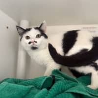 Photo of Olive
