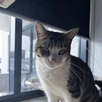Photo of Sweetpea