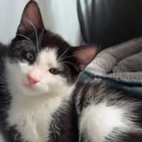 Photo of Flit