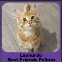 Photo of Leonardo 