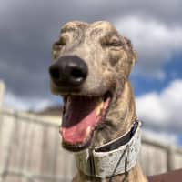 Photo of Spud