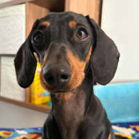 Photo of Frankie