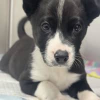 Photo of Dora