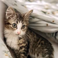 Photo of 💜 Harlequin 💜