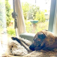Photo of Jax