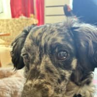 Photo of Buddy