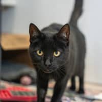 Photo of Evanescence