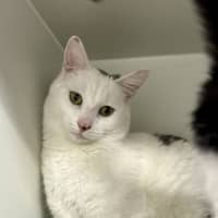Photo of Pepé