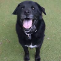 Photo of Kobi