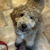 Photo of Bailey