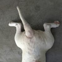 Photo of Loki