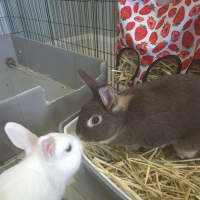 Photo of Basil (W Olive)