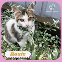 Photo of Rosie