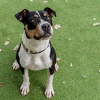 Photo of Patches