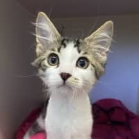 Photo of Bolt