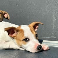 Photo of Harry 💙🐶