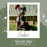 Photo of Ember