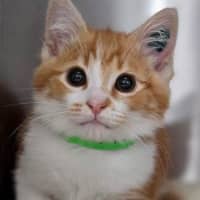 Photo of Mango