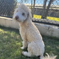 Photo of Sadie