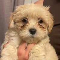 Photo of Teddy