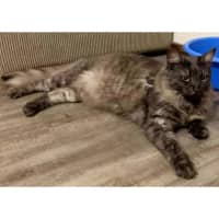 Photo of 11518   Moonie