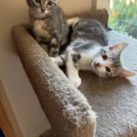 Photo of Bazil Meet Me At Petstock Keysborough