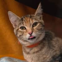 Photo of Sarabi**2nd Chance Cat Rescue**