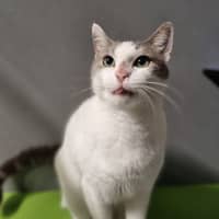 Photo of Priscilla