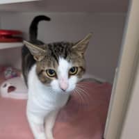 Photo of Pirate
