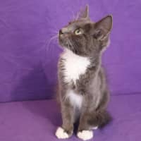 Photo of Javert