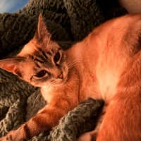 Photo of Pearl