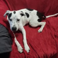 Photo of Domino