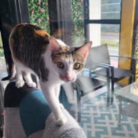 Photo of Missy