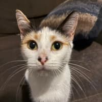 Photo of Pumpkin