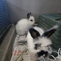 Photo of Flopsy