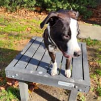 Photo of Moo