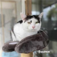 Photo of Squince