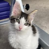 Photo of Charlie   Reduced Adoption Fee