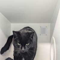 Photo of Oreo 