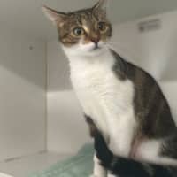 Photo of Pippin