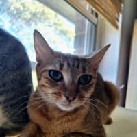 Photo of Sage