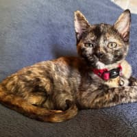 Photo of Daisy